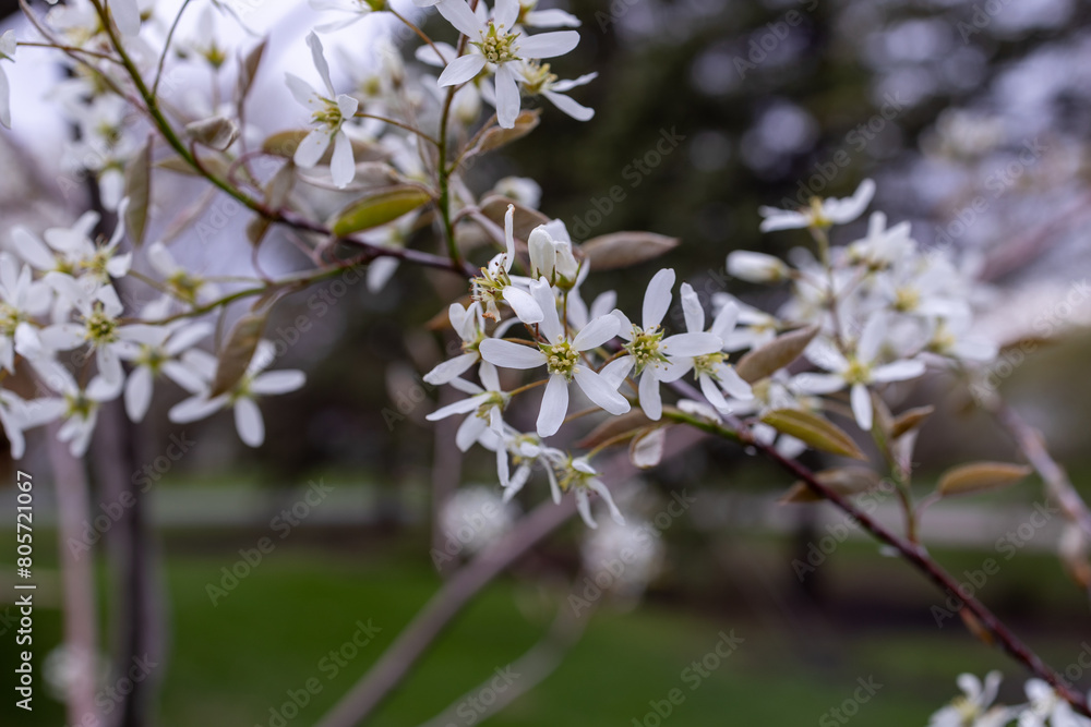 Defocused abstract texture background of flowers emerging on a serviceberry (amelanchier) tree in early spring
