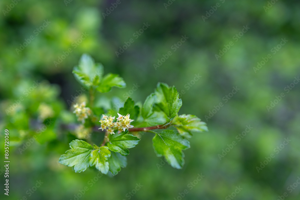 Defocused abstract texture background of young leaves and flowers emerging on an alpine currant (ribes alpinum) bush in early spring Defocused abstract texture background of young leaves and flowers emerging on an alpine currant (ribes alpinum) bush in early spring