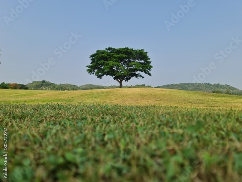Big tree on a hill with green and yellow grass , the blue sky for making background with the feeling of calm happy relax 