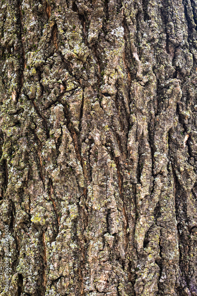 bark of a tree