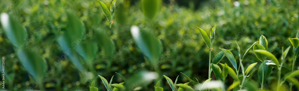 Banner Green tea tree leaves field young tender bud herbal Green tea tree in camellia sinensis organic farm. Panorama Fresh Tree tea leaf plant green nature in herbal farm background with Copy Space Banner Green tea tree leaves field young tender bud herbal Green tea tree in camellia sinensis organic farm. Panorama Fresh Tree tea leaf plant green nature in herbal farm background with Copy Space