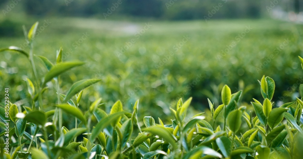 Obraz premium Green tea tree leaves field young tender bud herbal Green tea tree in camellia sinensis organic farm. Close up Fresh Tree tea plantations mountain green nature in herbal farm plant background morning