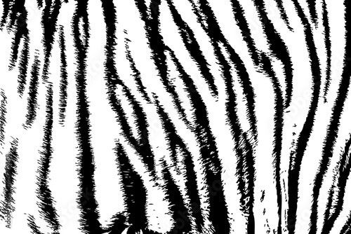 Print background texture tiger stripe black and white