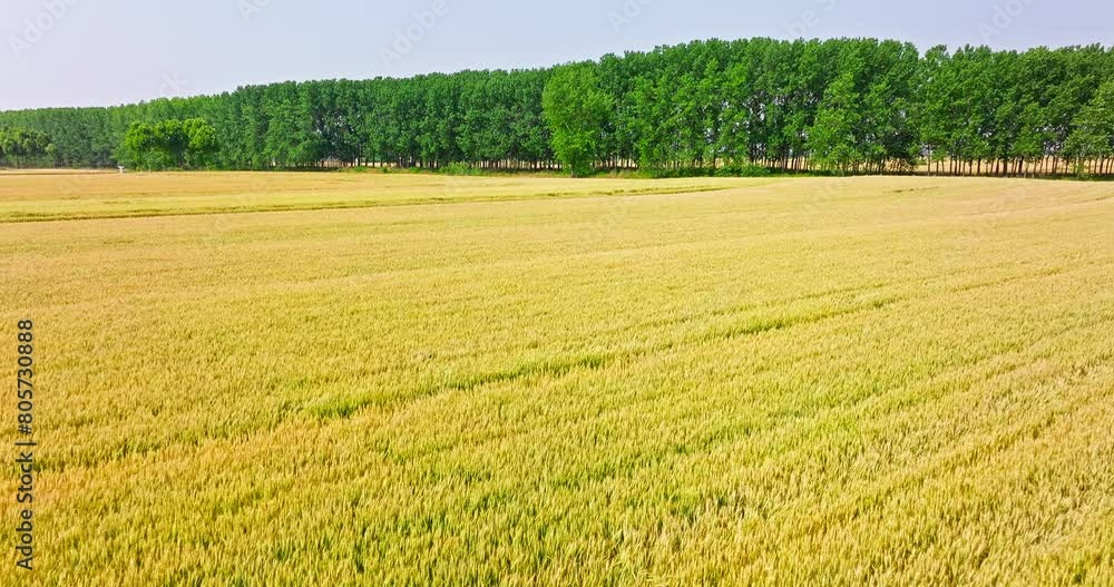Aerial view of ripe wheat fields and green trees nature landscape on the farm. autumn harvest season. Aerial view of ripe wheat fields and green trees nature landscape on the farm. autumn harvest season.