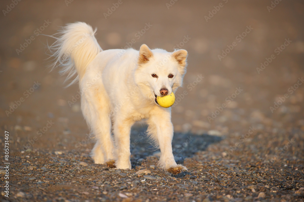 Fototapeta premium ボールを咥えて散歩する白い犬