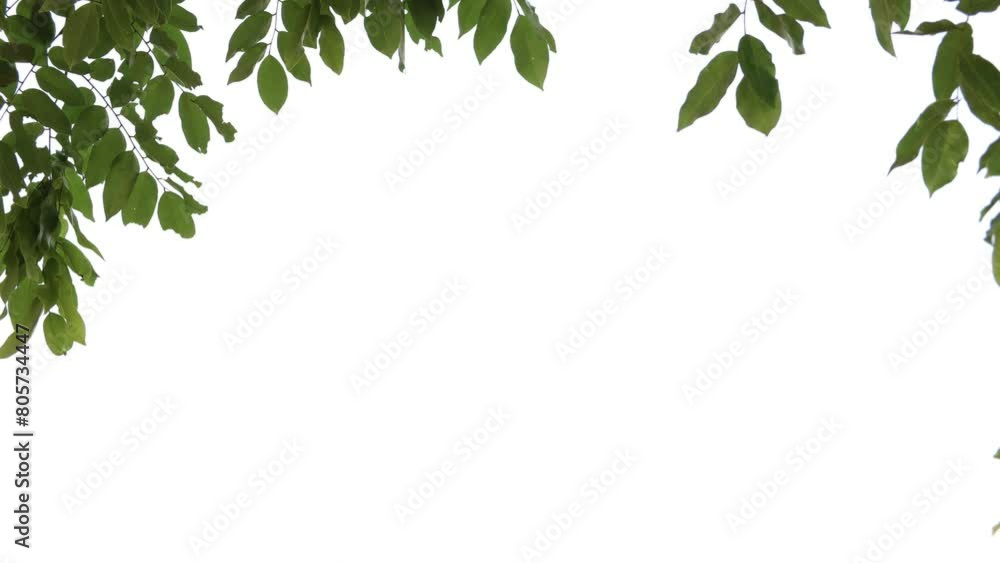 green leaves frame, leaf isolated on white background green leaves frame, leaf isolated on white background