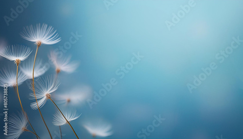 Dandelion seed type flowers against a blue background #805738825