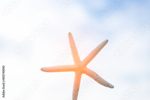 Starfish on beach background