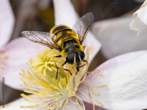 P5030126 common drone fly, Eristalis tenax, on clematis flower, cECP 2024