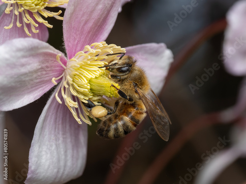 P5030217 honey bee, Apis mellifera, on a clematis flower, cECP 2024