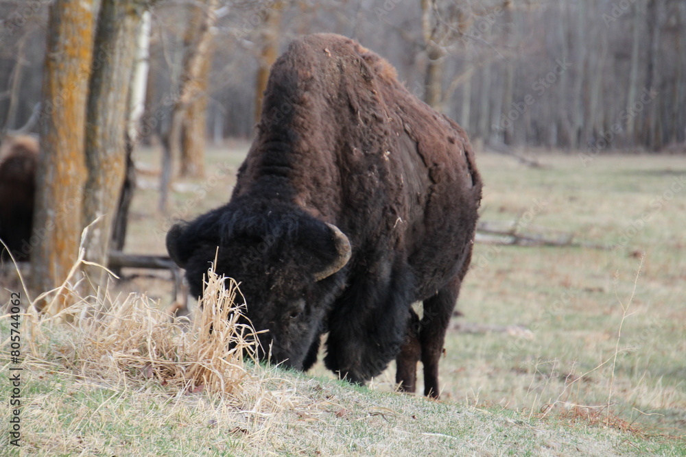 Bison Gazing, Elk Island National Park, Alberta Bison Gazing, Elk Island National Park, Alberta