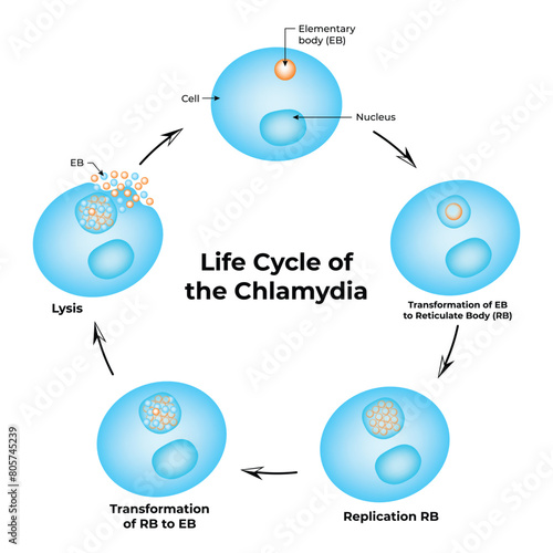 Life Cycle of The Chlamydia Science Design Vector Illustration Diagram