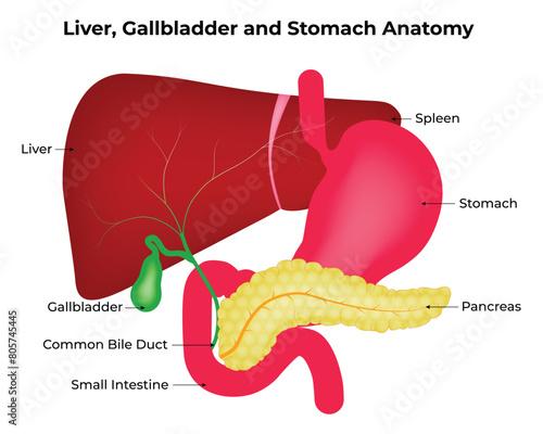Liver, Gallbladder, and Stomach Anatomy Science Design Vector Illustration Diagram