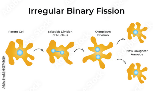 Irregular Binary Fission Science Design Vector Illustration Diagram