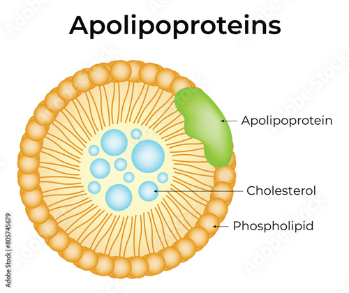 Apolipoproteins Science Design Vector Illustration Diagram