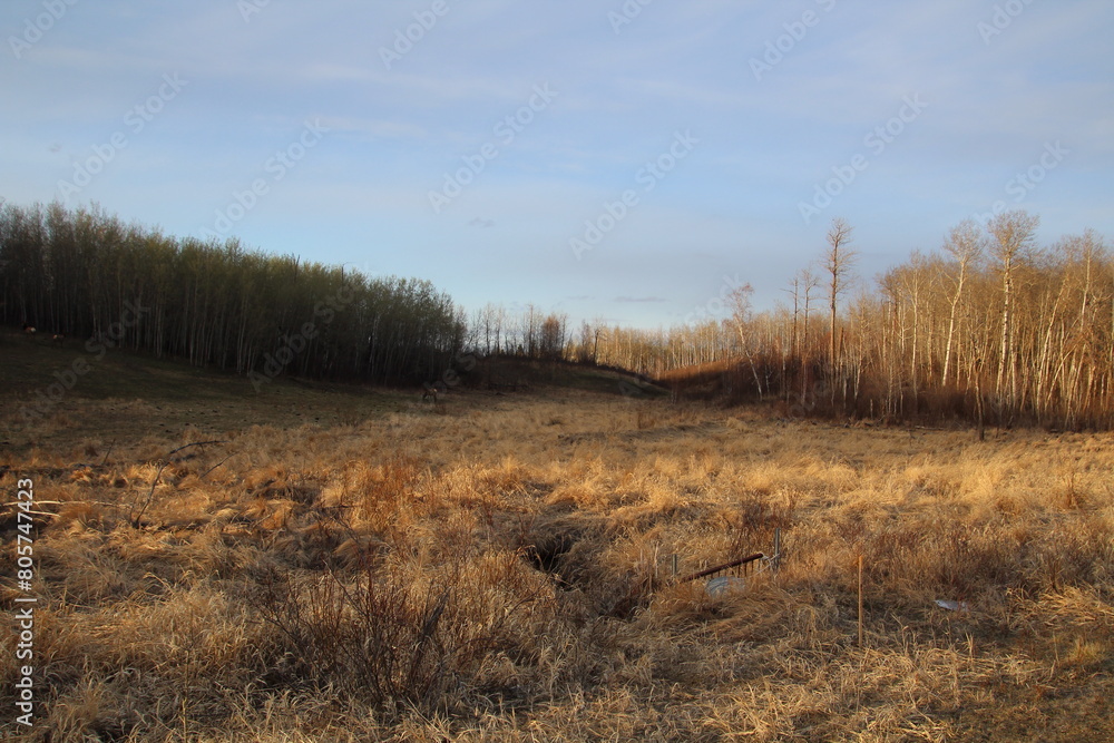 Shadow On The Land, Elk Island National Park, Alberta