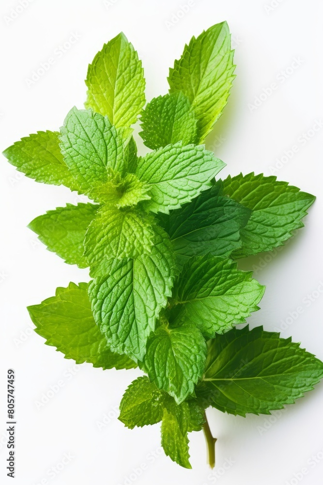 Fresh green mint leaves Fresh green mint leaves