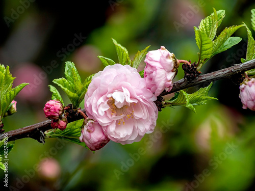 delicate pink sakura begins to bloom in the city garden