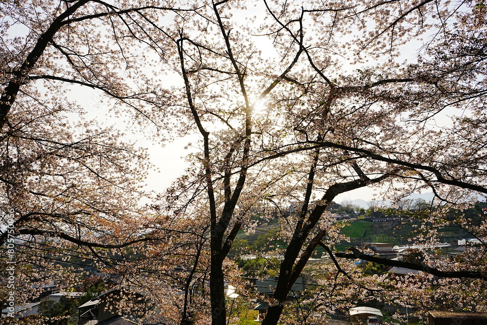 Path Surrounded by Sakura in Yamanashi, Japan - 日本 山梨 勝沼鉄道遺産記念公園 甚六桜公園 桜の道 Path Surrounded by Sakura in Yamanashi, Japan - 日本 山梨 勝沼鉄道遺産記念公園 甚六桜公園 桜の道