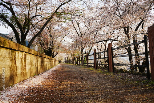 Path Surrounded by Sakura in Yamanashi, Japan - 日本 山梨 勝沼鉄道遺産記念公園 甚六桜公園 桜の道