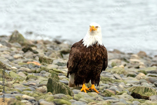 Bald eagle in coastal Homer Alaska United States