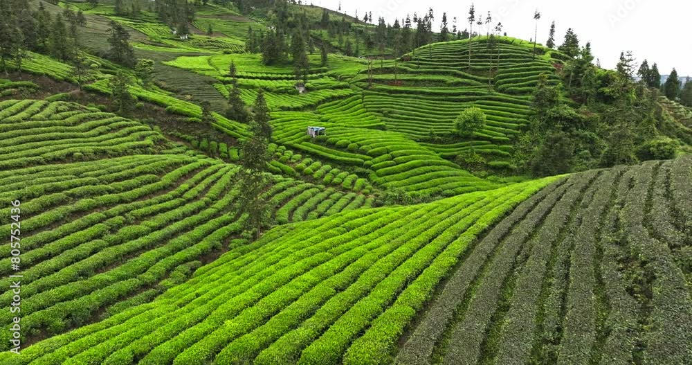 Aerial view of fresh green tea terrace farm on the hill at Sichuan China tea plantation with mountain landscape 4k footage Aerial view of fresh green tea terrace farm on the hill at Sichuan China tea plantation with mountain landscape 4k footage