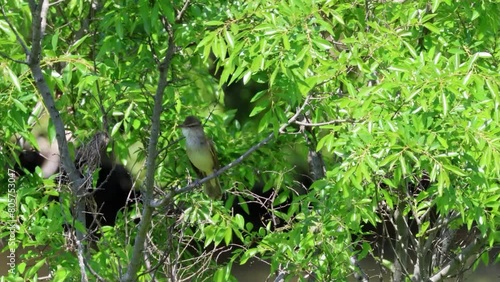 Great Reed Warbler that insist on territory and singing loudly