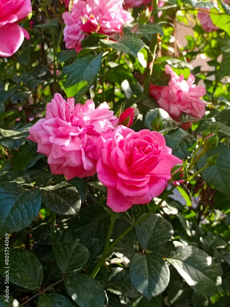 Pink double rose flowers, green leaves and vines in the background