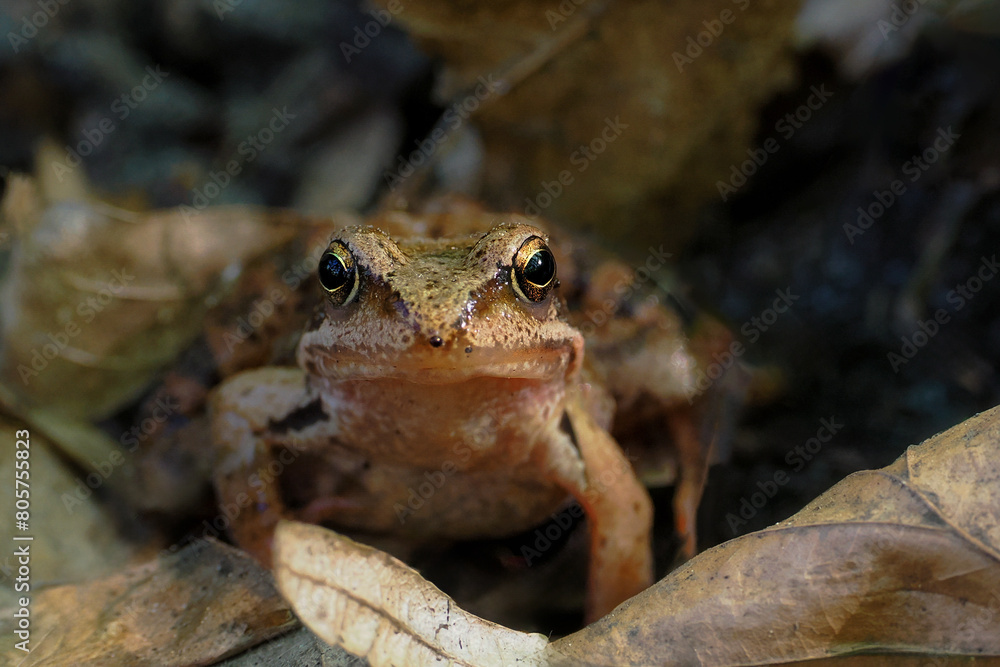 Fototapeta premium Poland, Boreorana sylvaticus - a species of amphibian from the frog family. Females are much larger than males