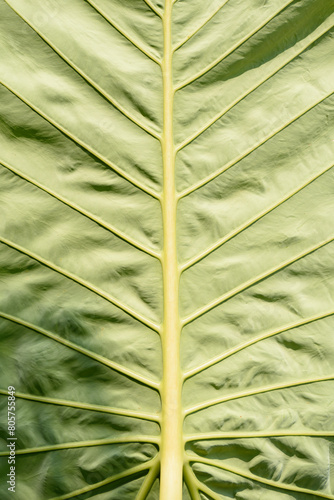 Fresh green leaf background in a tropical rainforest