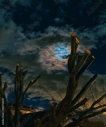 A tree in moonlight