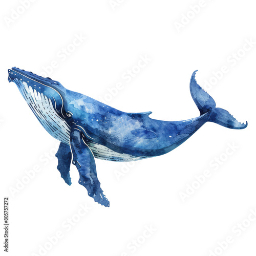 The blue whale is the largest animal ever known to have existed on Earth.