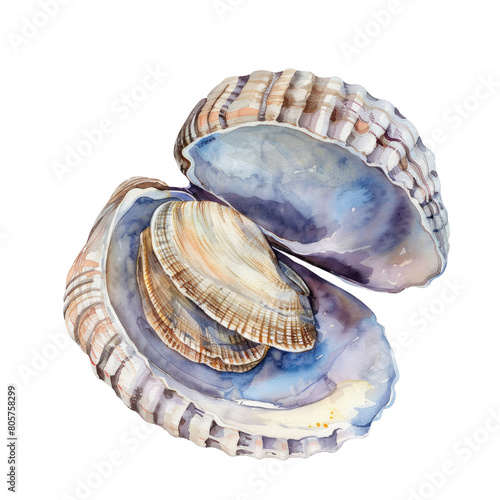 Clam ,illustration watercolor isolate