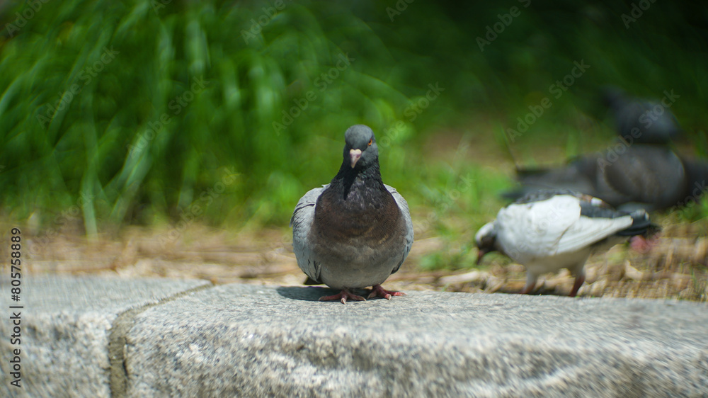 Fototapeta premium A sitting wild pigeon staring at the camera