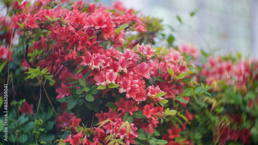 Natural red azalea flower tree