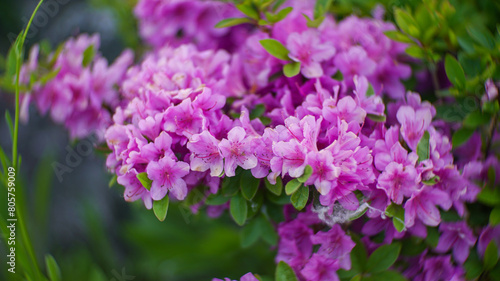 Korean rhododendron Flowers in the spring