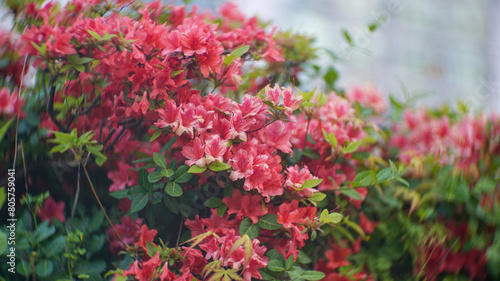 Natural red azalea flower tree