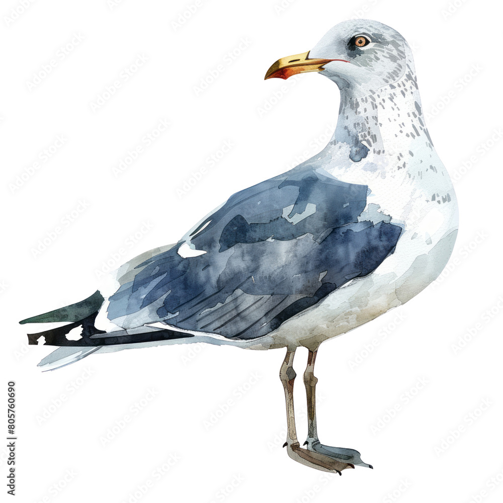 Obraz premium Larus is a large genus of gulls with worldwide distribution . Large White-headed Gulls