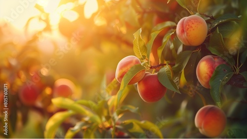 
peach fruits on tree branch in sunset light, summer nature background with copy space for your text or design. Beautiful peach trees garden at golden hour photo