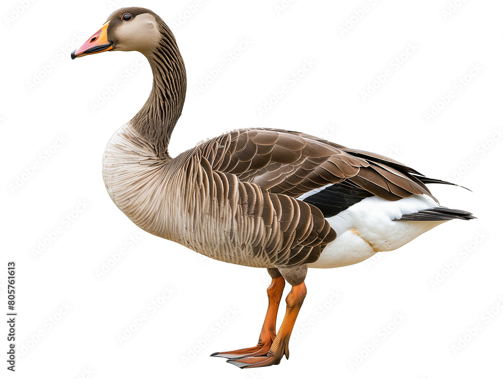 Obraz premium A Full Body Goose with a Transparent Background PNG