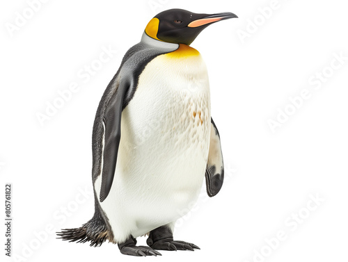 A Full Body Penguin with a Transparent Background PNG