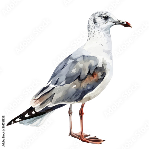 Larus is a large genus of gulls with worldwide distribution . Large White-headed Gulls