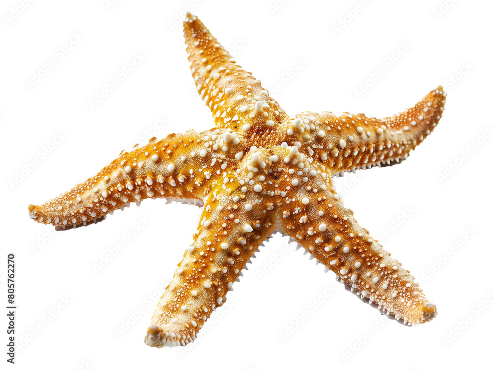 A Full Body Starfish with a Transparent Background PNG