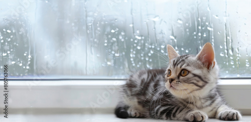 窓ガラス越しに梅雨の雨空を見つめるかわいいマンチカン
