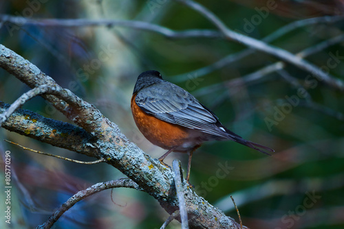 Melodic Wings: A Visual Ode to the American Robin