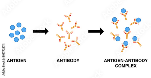 Vector illustration of antigen and antibody complex.
