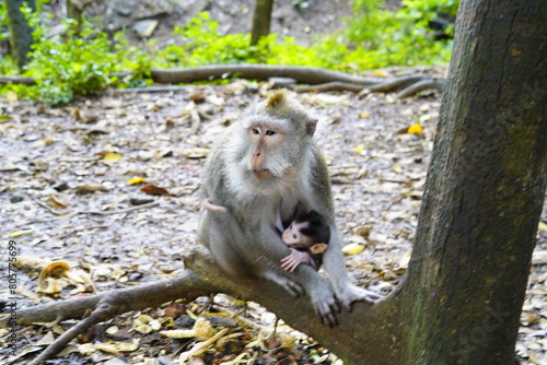 발리 우붓 원숭이 