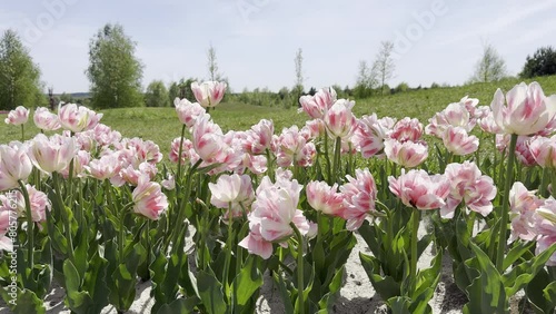 Peony tulip flowers pink white blossom.