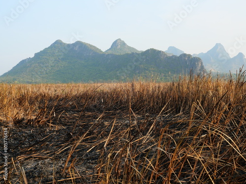 Dry brown grass with the surface of the burned part becomes black and gray ash with mountain in background, Traces of wildfire burning dried pitch in fields affected by drought 