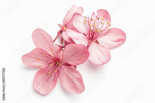 sweet flower on white isolated photo on white isolated background